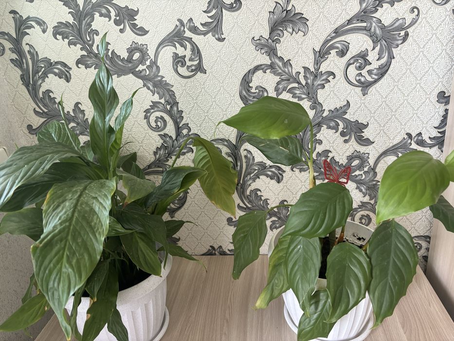 Продам комнатные цветы