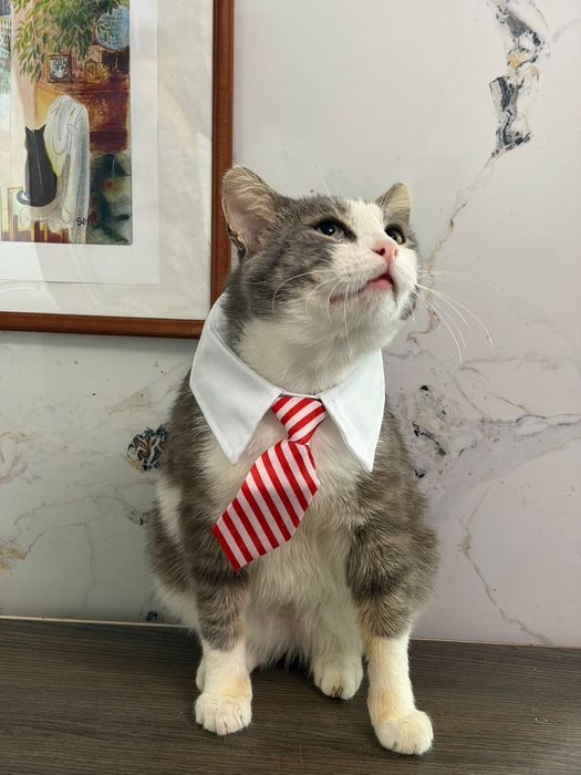 Кот в лучшую семью