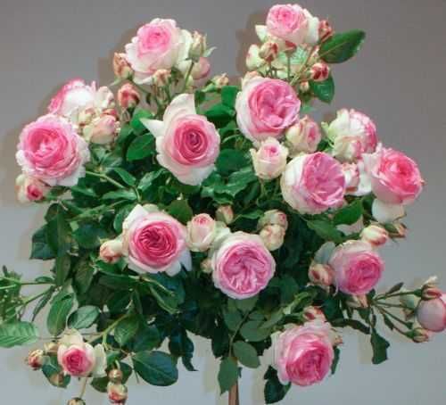 Саженцы сибирских роз