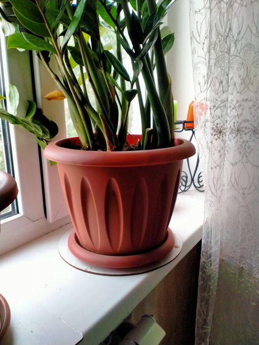 Замиокулькас, 70-80см.