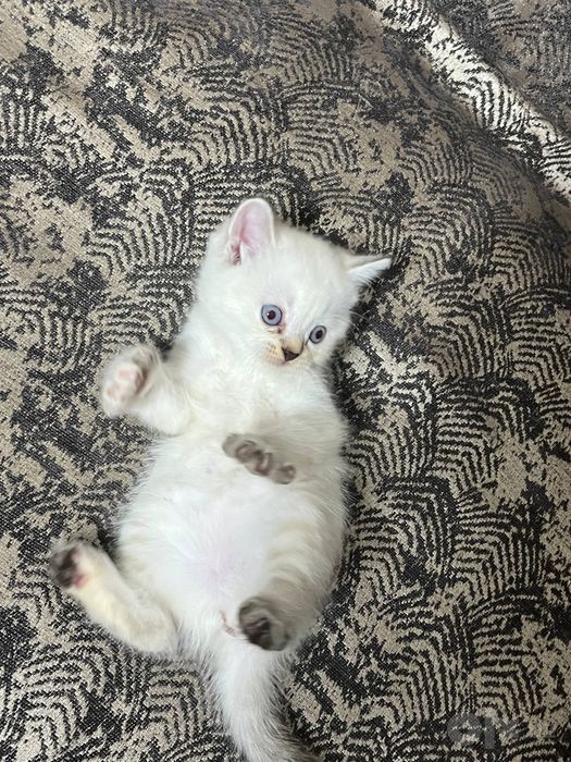 Породистые кошки