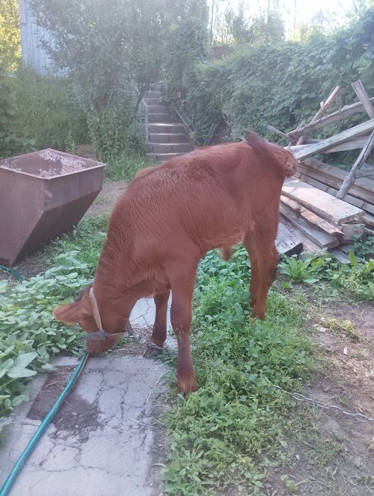 Продам телята оптом
