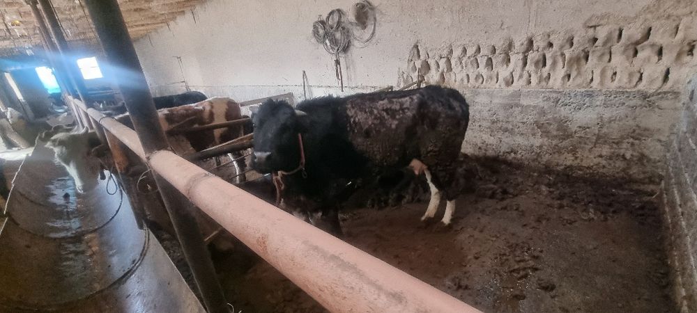 Sigir ona bola  2 ta