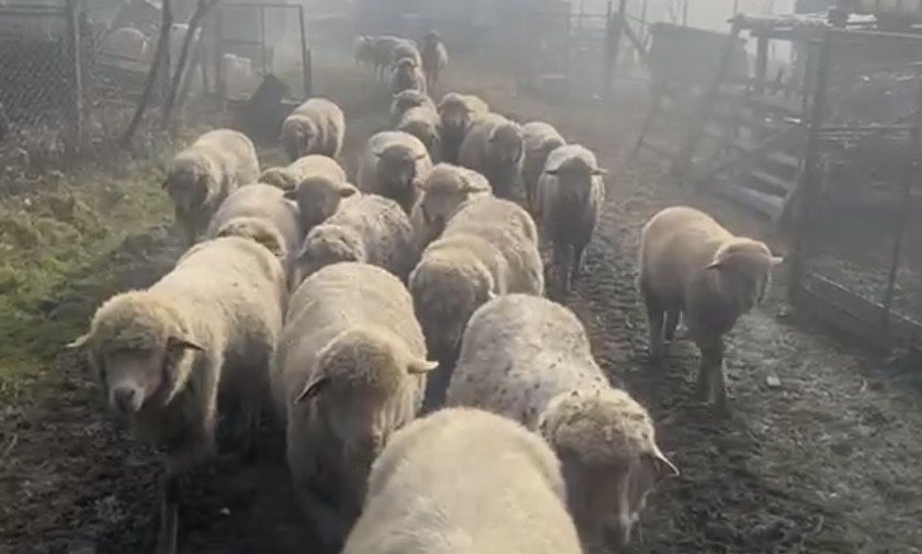 Vand 10 oi  pe ales,  tigaie rosie talie mare