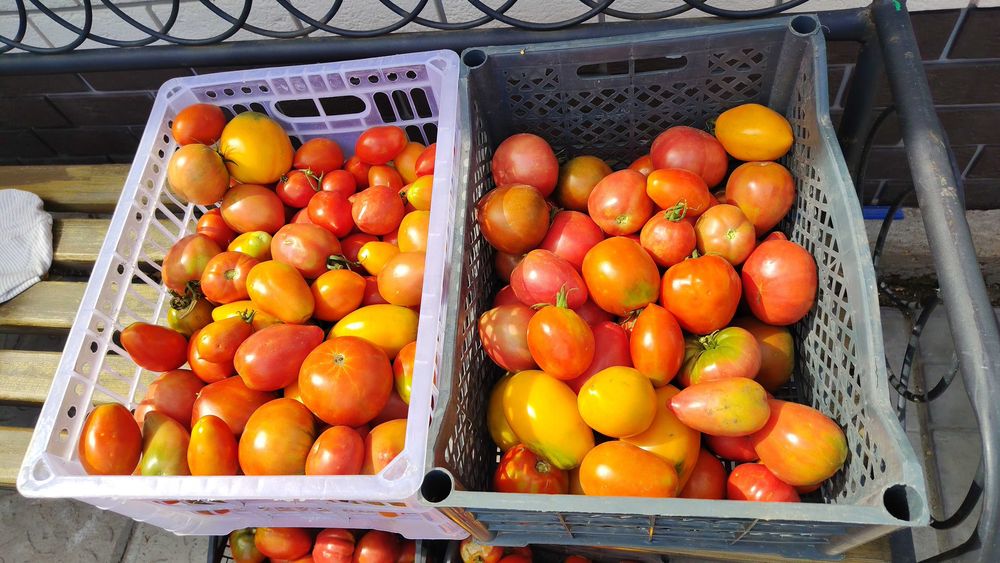Продам вкусные домашние помидоры
