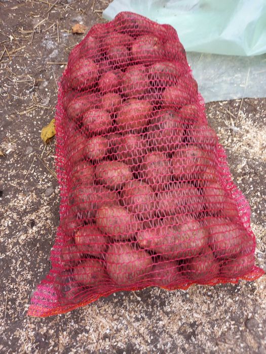 Vand cartofi rosu si alb