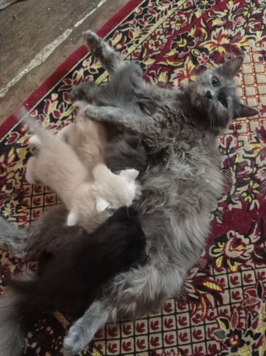 Котята бесплатно