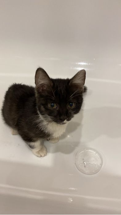 СРОЧНО отдаю котенка в добрые руки