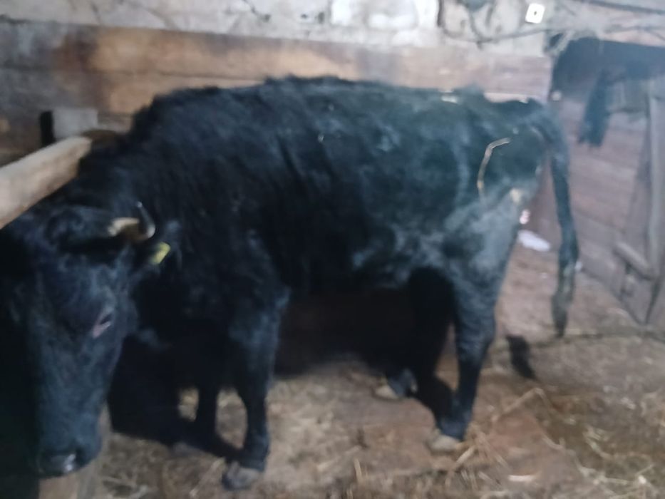 Продам с откорма тёлочек