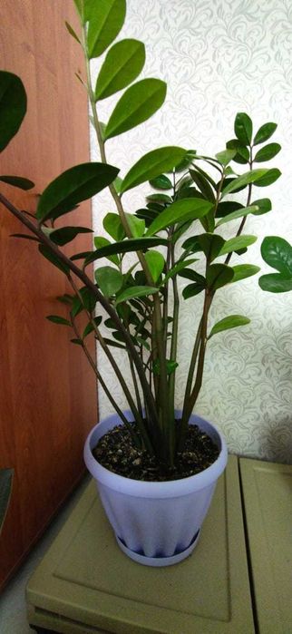 Продам Замиокулькас (долларовое дерево)