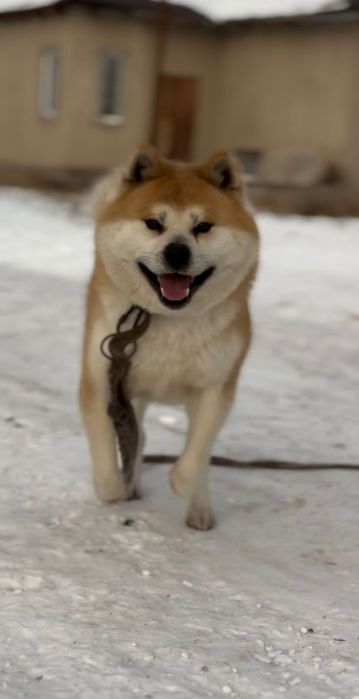 АкитоИну (ХАСКИ) вязка