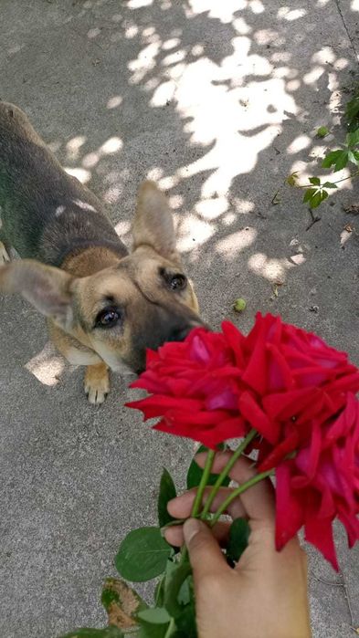 Отдам щенка-девочку в добрые руки (такая «мини-овчарка»)