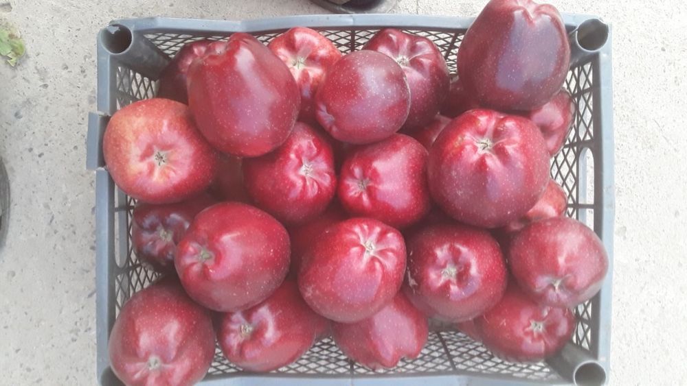 olma goldin olma kripson