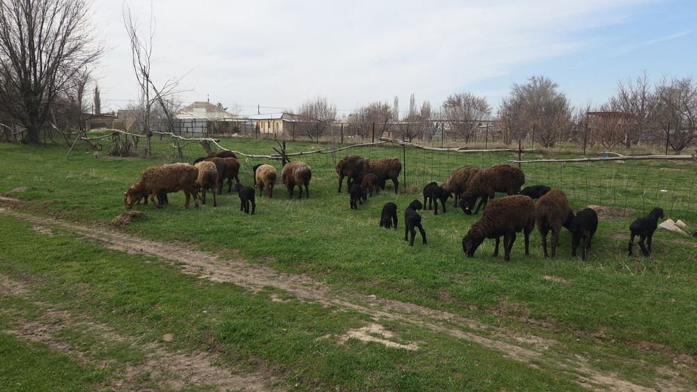 Козылы кой сатылады