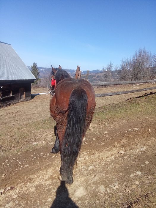Vând mânz castrat de un an și șapte luni