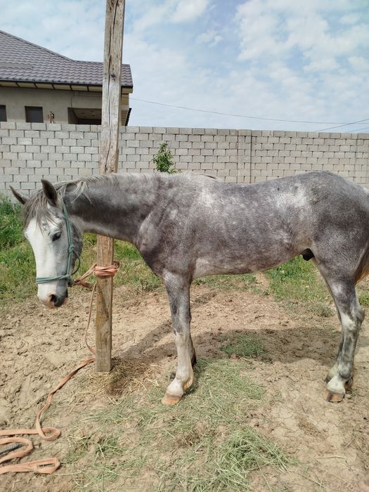 3жасар құнан сатылады Шымкент қаласы