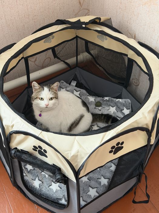 Отдам кошку с котятами