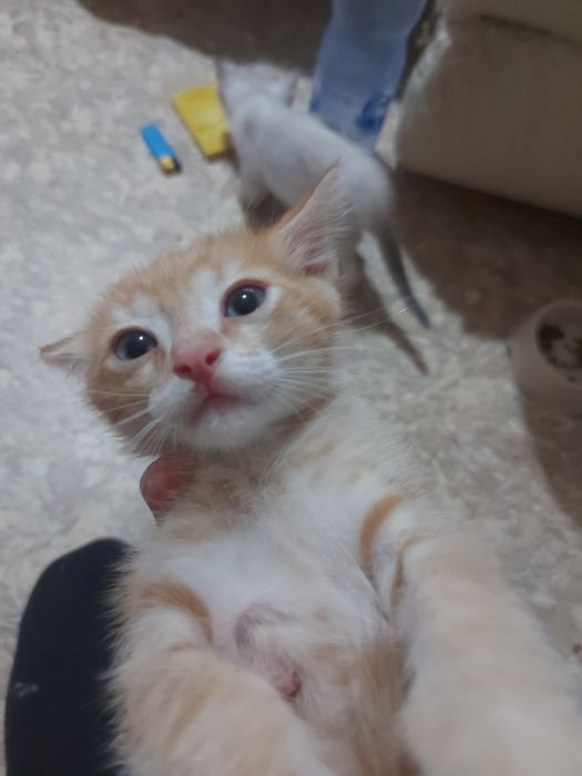 Отдам котят в добрые руки
