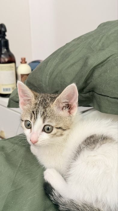 Котенок, девочка, в добрые и терпеливые руки