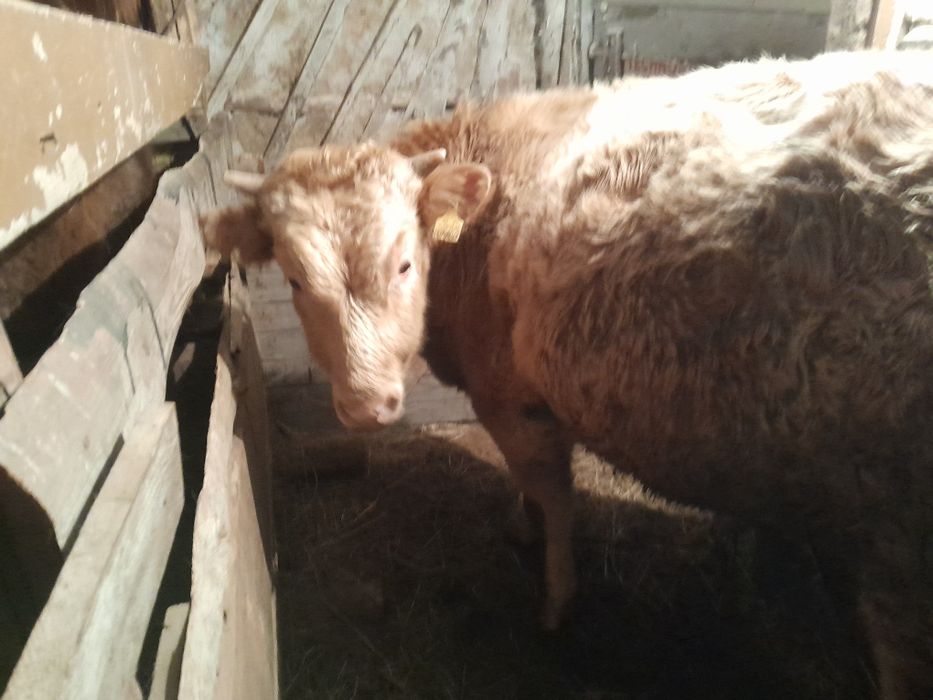 Бычок 1 год, на откорме