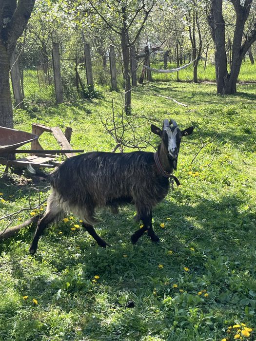 Vand o capra , o ieduta si un ied