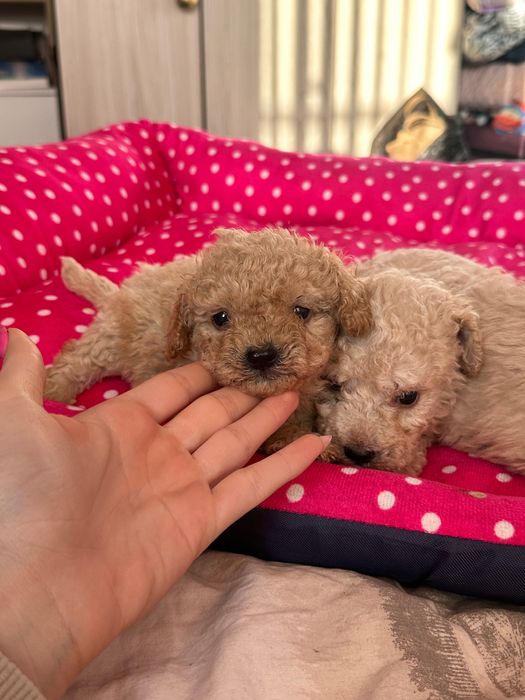 Той пудел, пуделчета