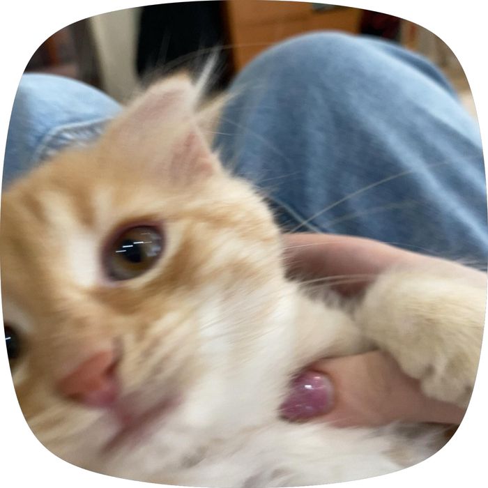 Вислоухий котенок