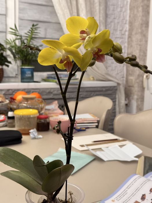 Орхидеи от 40 сантиметров  до 120 см