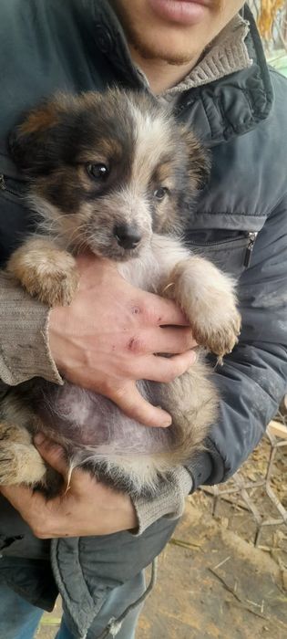 Щенки мальчики и девочки