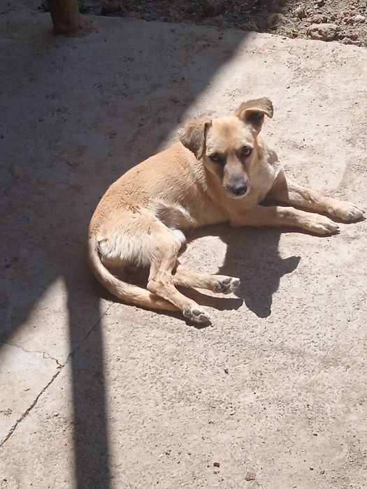 Отдам даром не на цепь