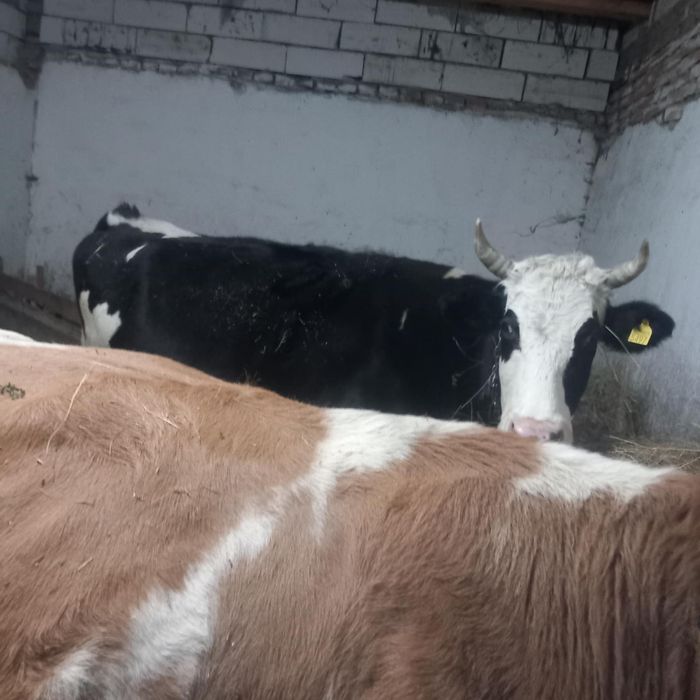 De vânzare 2 vaci