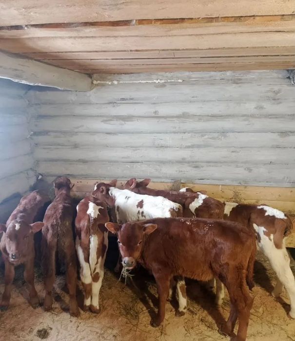 Бычки телята симентал көтерме сауда