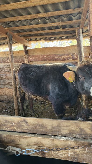 Продам быка на племя  швиц