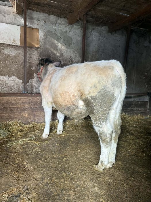 Vand vitel albatru belgian