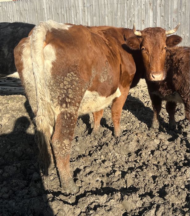 Vand/schimb vaci gestante