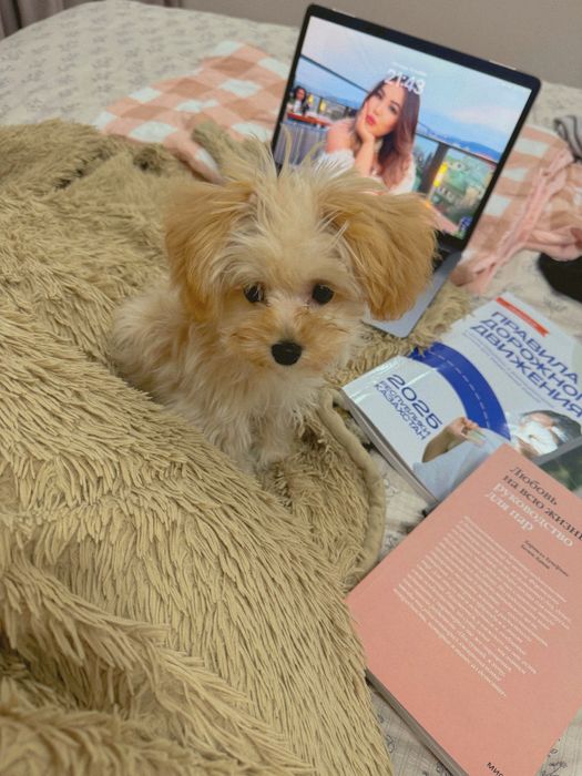 мальтипу мини ф1