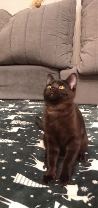 Котик в  добрые руки