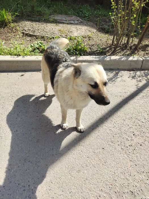 Найдена собака овчарка