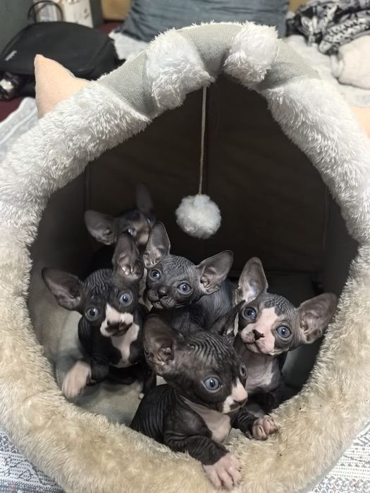 Сфинкс котята продам
