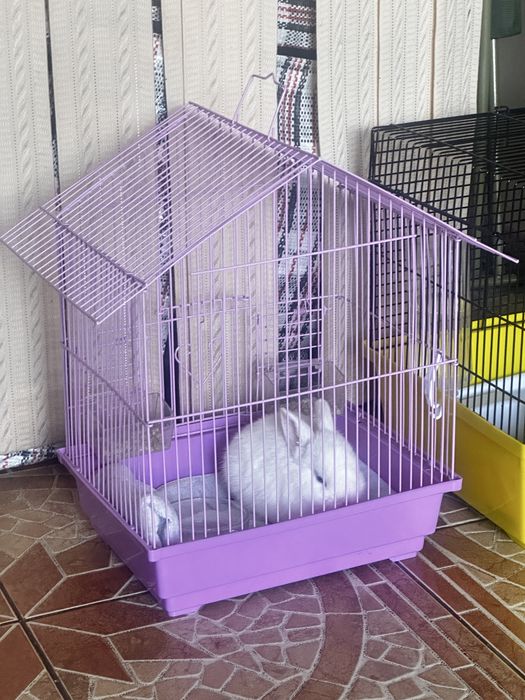 Кролят мальчик и девочка