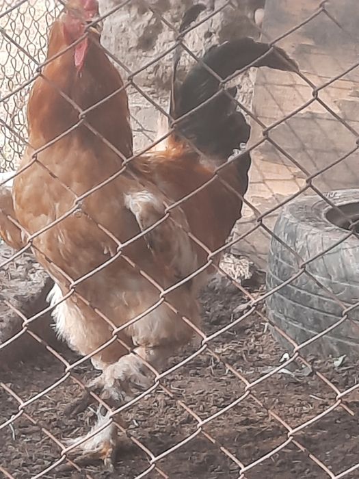 Продам домашних петухов годовалые