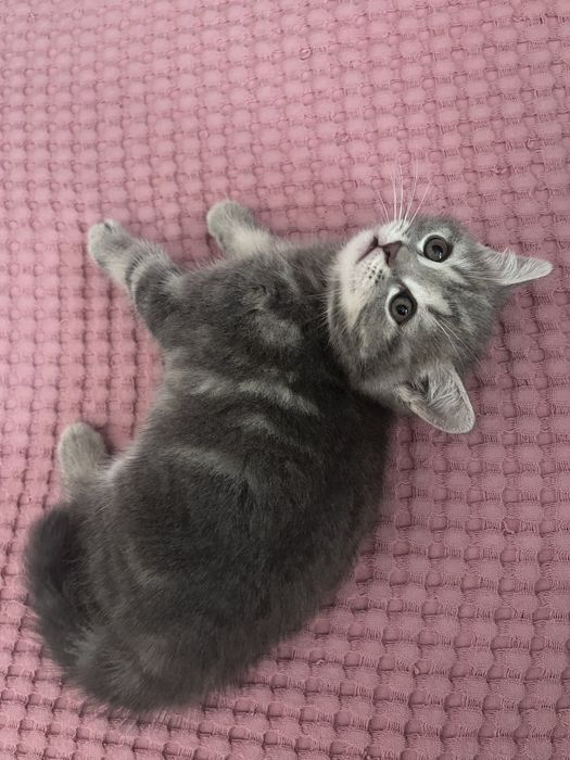 Породистый котёнок