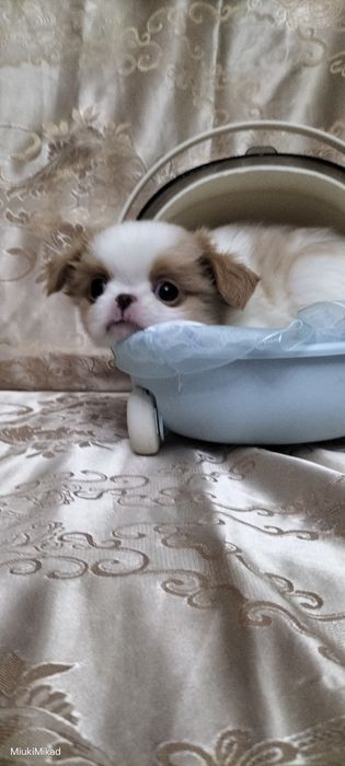 Мальчик японского хина.