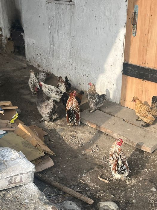 Карликовые куры красивые