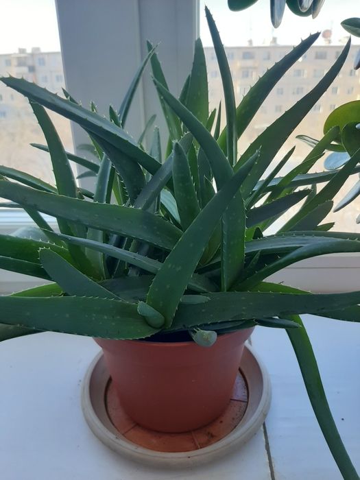 Продам комнатные цветы..