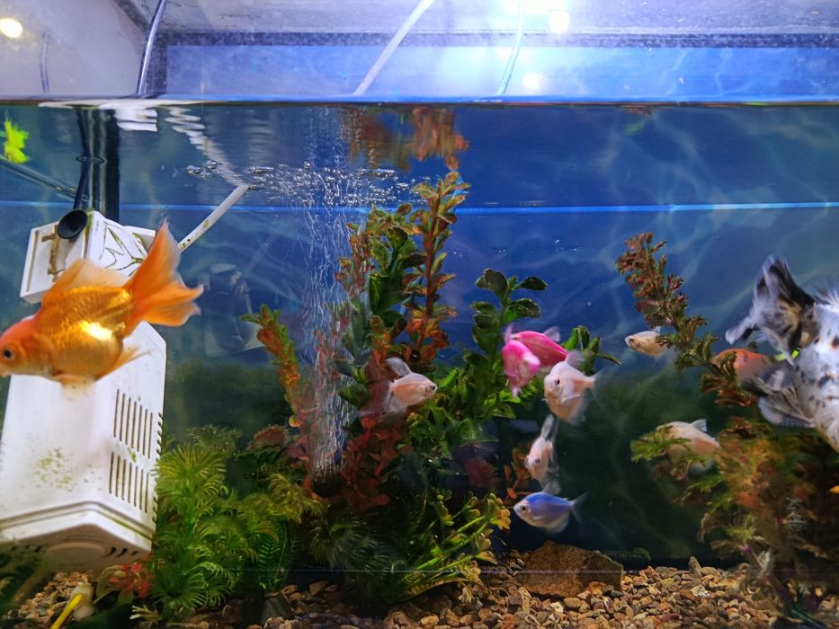 Аквариум ,с рыбками-20шт