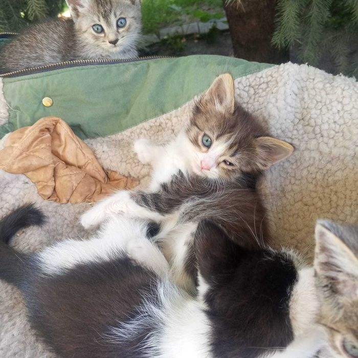 Отдаю очаровательных котят