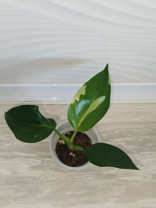 Feladendron Belaya prinsesa