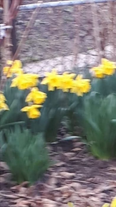 Луковицы нарцисса королевский 10шт 2000