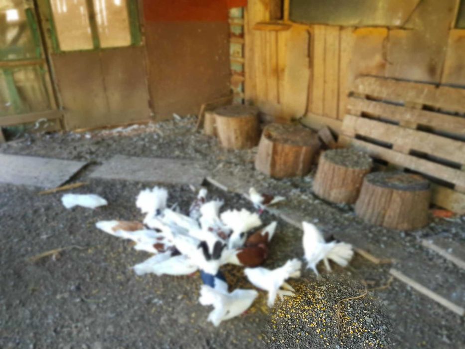 Продавам селска къща с чудесно място за грижи за животни и реколта.